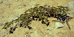 Nothofagus pumila